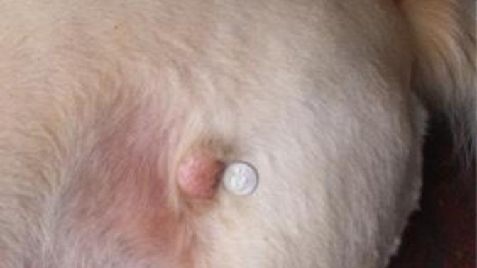How do I get rid of my dog’s scars?