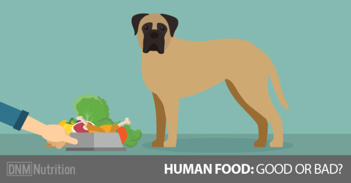 Is it OK to feed your dog human foods if you Google it before hand?