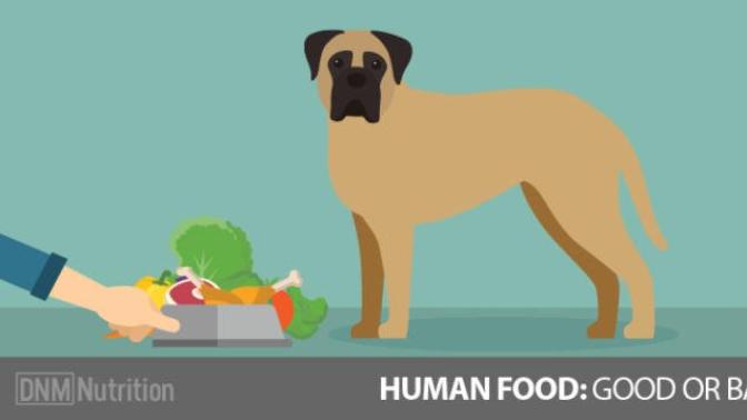 Is it OK to feed your dog human foods if you Google it before hand?