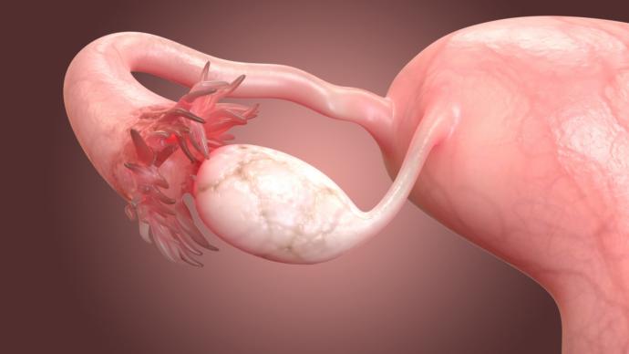 Would you donate your ovaries to science (If you dont like children)?