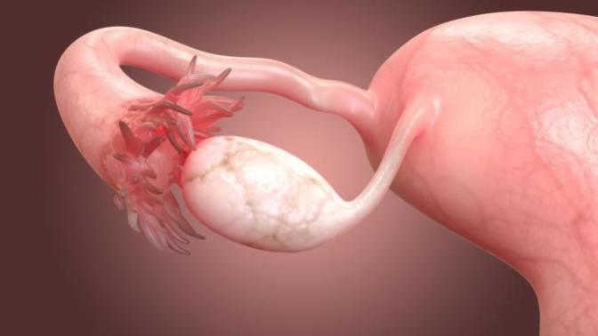 Would you donate your ovaries to science (If you don't like children)?