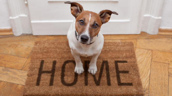 Would it be wrong to leave pets at home while going on a long vacation?