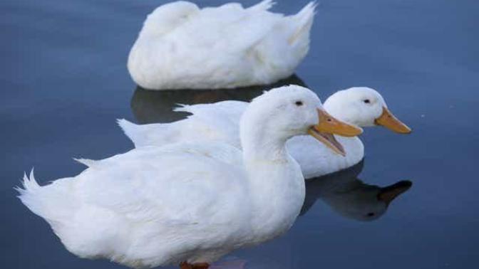 What's a ducks favorite snack?