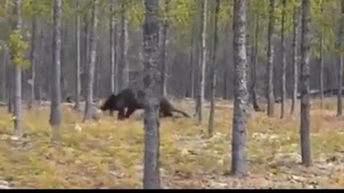 What Kind Of Wolf Is This?