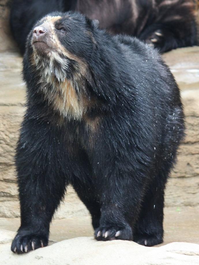 What You Think About The Modern Short Faced Bear?