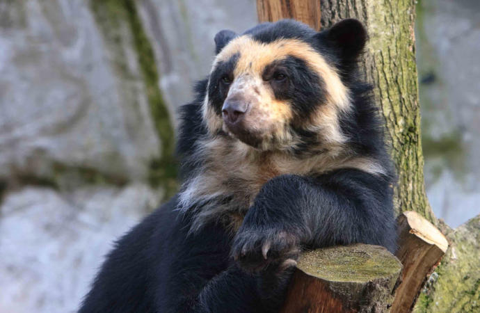 What You Think About The Modern Short Faced Bear?