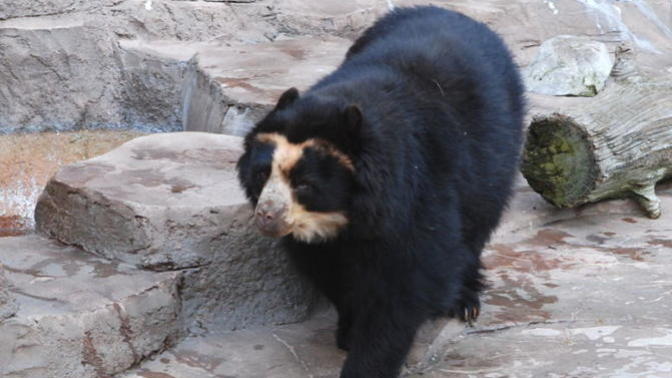 What You Think About The Modern Short Faced Bear?