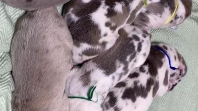 If I work 8-4 4 days a week, will I have enough time for a puppy?
