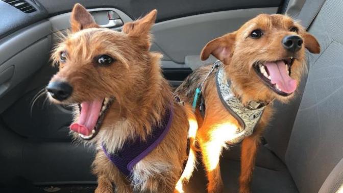 Do my dogs know how much I love them?