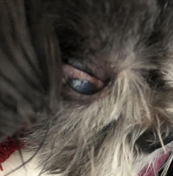 What is wrong with my dog’s eye?
