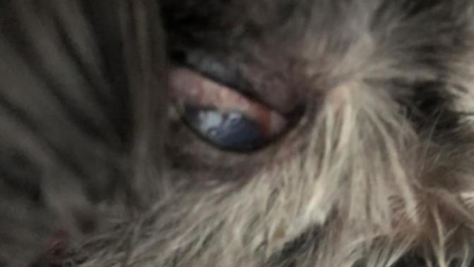 What is wrong with my dog’s eye?