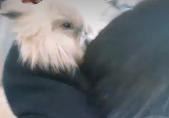 Isnt he cute got him for early Christmas?
