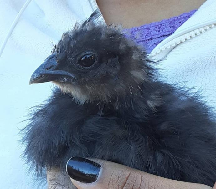 Cookie holding Midnight