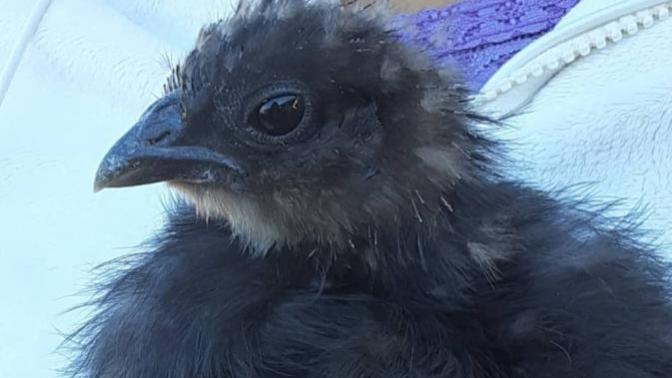 Would You Like to Hold & Feed a Baby Chick?