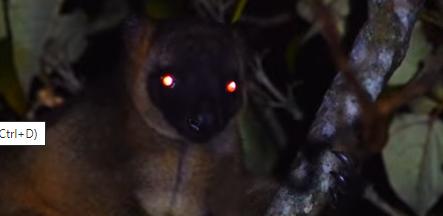 Would you ever thought these eyes are the eyes of a tree kangaroo? Does it looks like something from a horror movie?