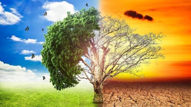 What would you do to slow the process of global warming?
