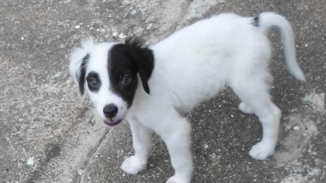 My friend asked to take my dog out of the blue?