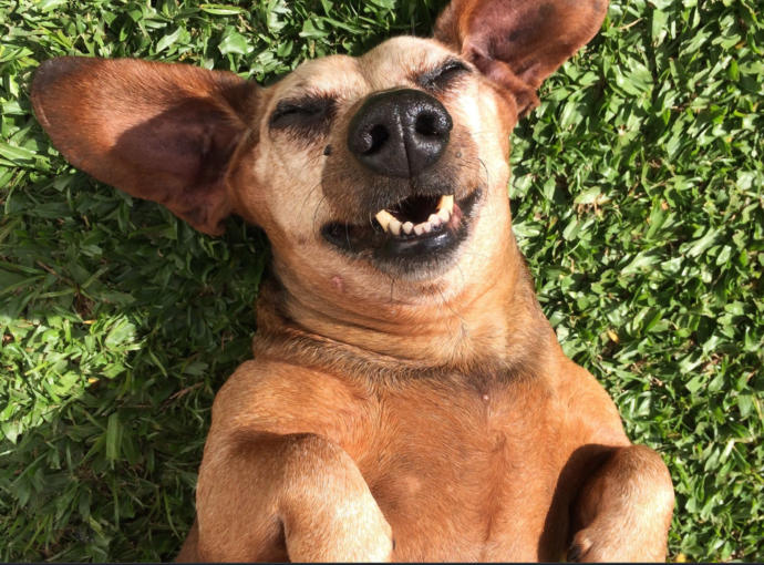 If You Were A DOG For One Day What Would You Do?