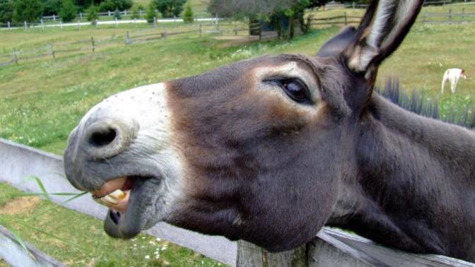 Would You Rather Your New Roommate Be A Donkey, A Pony, A Zebra, A Goat Or A Deer?