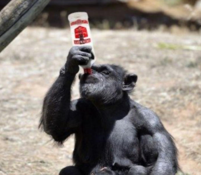 Would Your Rather Get Drunk With A Chimpanzee, A Moose, A Giraffe, A Duck Or A Dog?