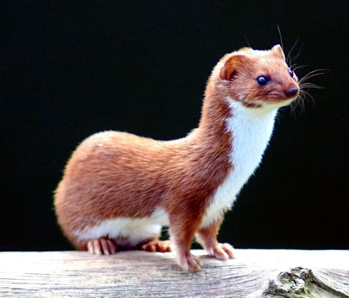 Do you like to weasel out of things?