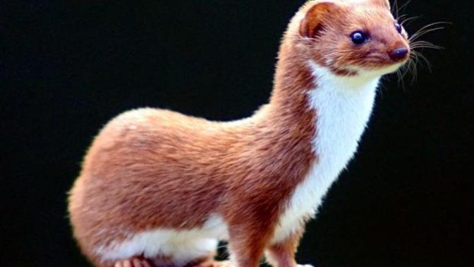 Do you like to weasel out of things?