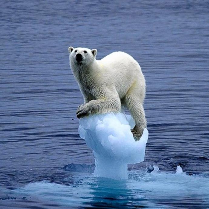Is Climate Change a Blessing for Seals?
