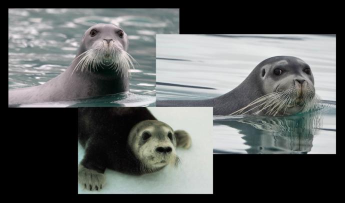 Is Climate Change a Blessing for Seals?