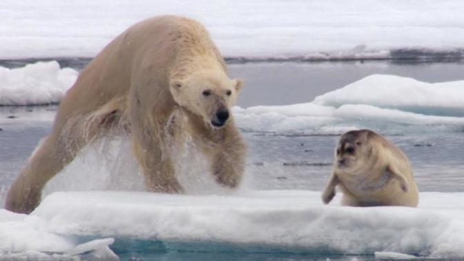Is Climate Change a Blessing for Seals?