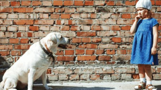 How do you help someone with the phobia of dogs?