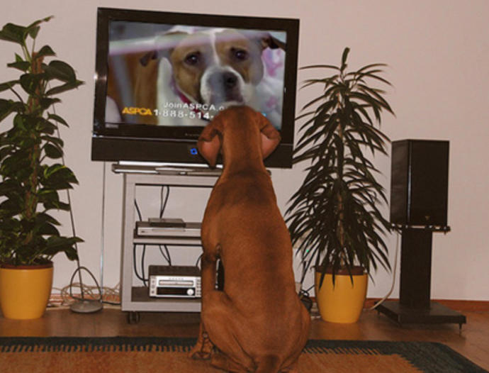 Would It Be Wrong To Make Your Pets Watch Those Sad ASPCA Commercials When They Misbehave So They Know How Good They Have It?
