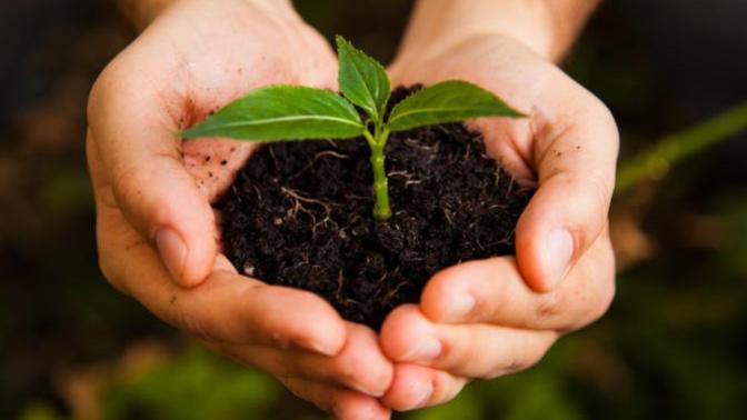 Are you planning to plant a garden or food bearing trees in 2021?