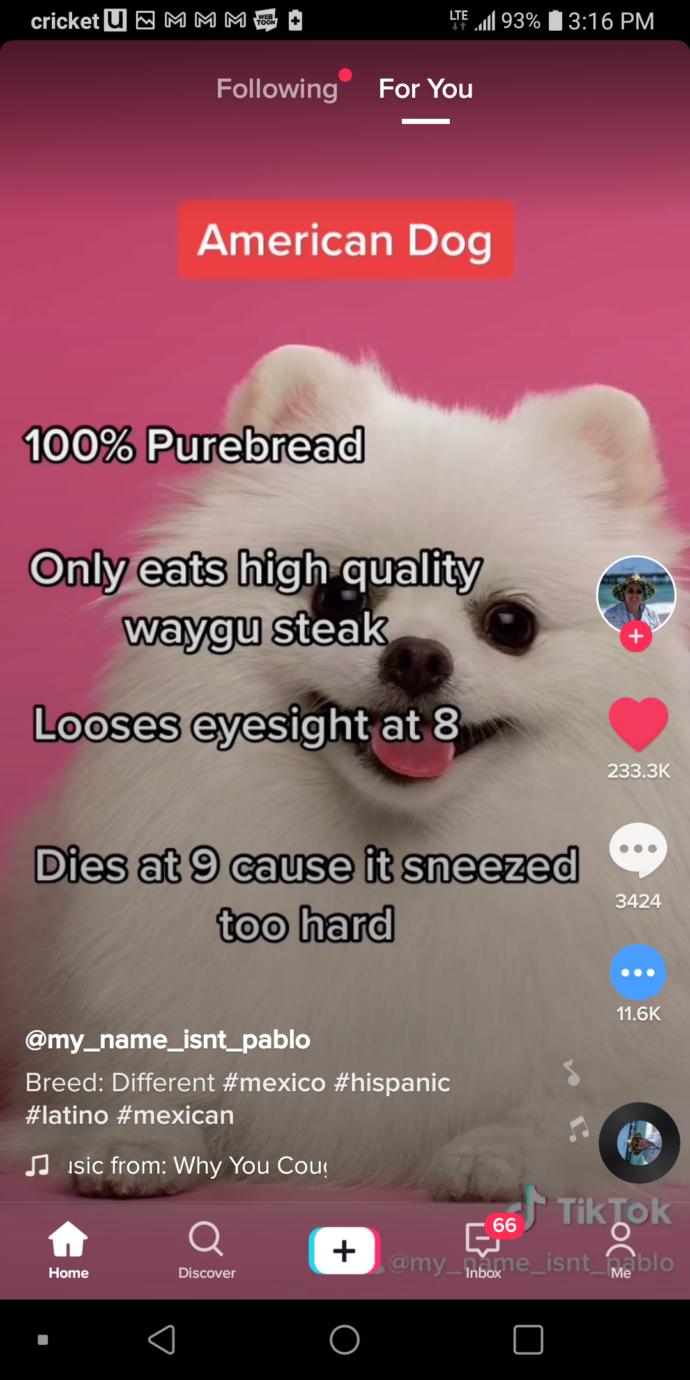 Why does this happen lol American vs Hispanic dogs?