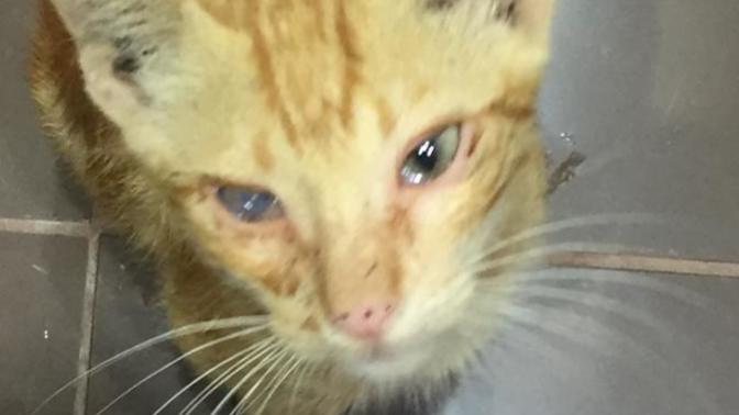 Saving this cat. Any advice? Will he make a good pet if he is a stray cat?