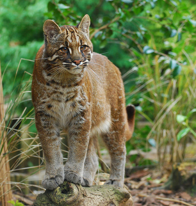 Which Asian Wild Cat You Would Rather Face Off In The Wild? - GirlsAskGuys