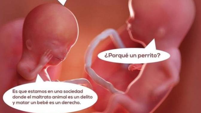 What is your opinion about this image comparing abortion as a crime vrs animal cruelty as a crime as well?