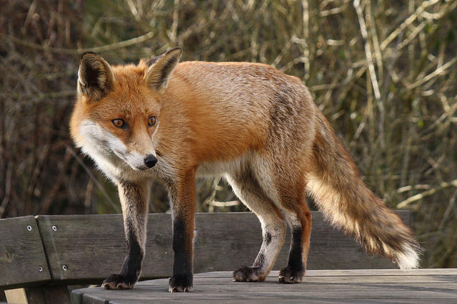 How would you feel about seeing a animal that has some similar appearances to a fox but large?