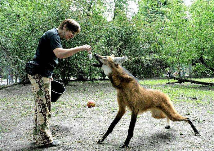 How would you feel about seeing a animal that has some similar appearances to a fox but large?