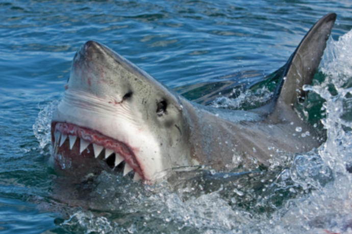 Are you afraid of any animals?