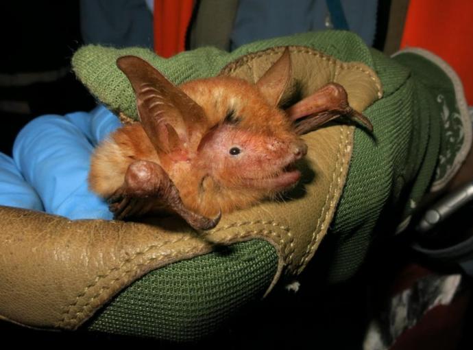 What You Think About This New Bat Species They Found In Guinea?