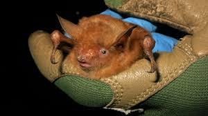 What You Think About This New Bat Species They Found In Guinea?