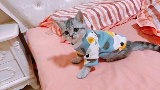 Do your cats wear clothes?