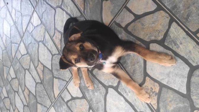 How to prevent my puppy from biting me too hard?