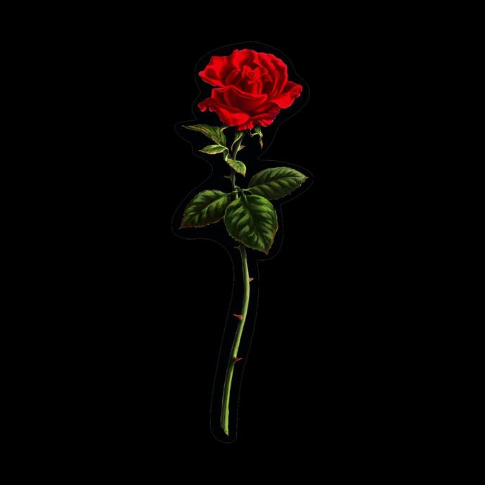 Girls, What present do you like getting for Valentine’s Day?
