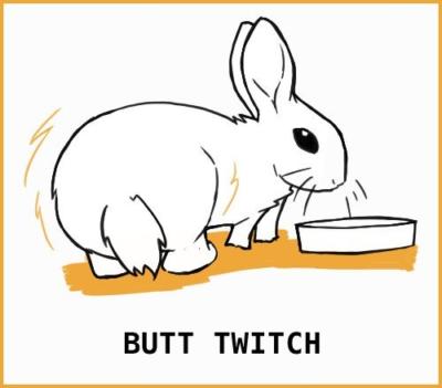 Rabbit Crush Ass Rabbit Crush Ass