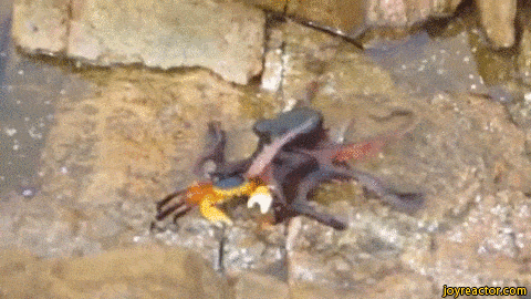 Would you kiss an Octopus?