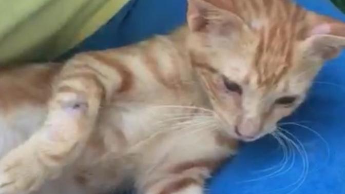 Another question about my cat🐱?