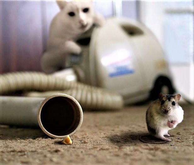 Why is there no rat flavored cat food?