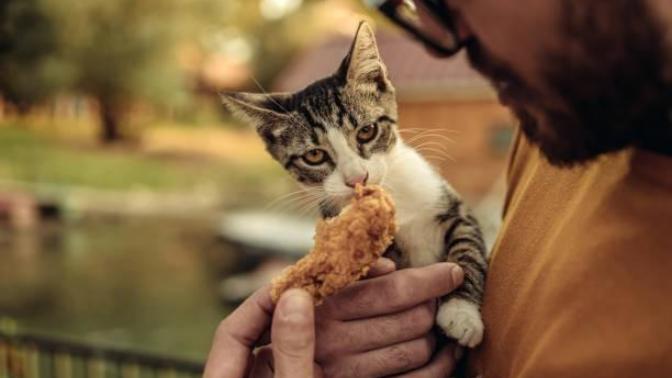 Do you share your food with your PET (S)?