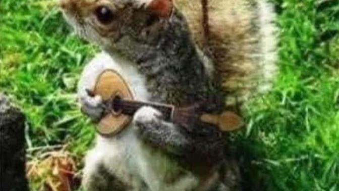 Take any song with the word Girl in it and change it to squirrel Let's see how many funny 😂 one's we can get?